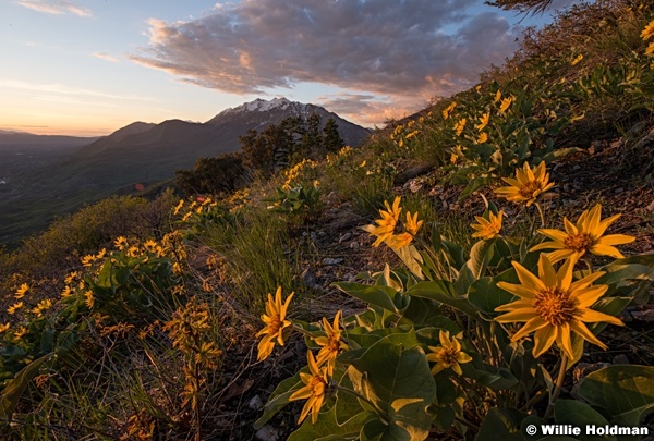 Timpanogos yellow daisies 051618 5681 4 1