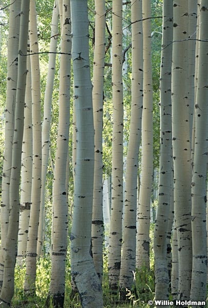 Aspen Trunks Close Up 090823 0604 2 4