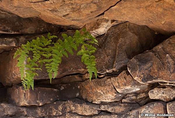 Green Ferns 072613 2