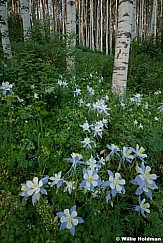 columbine forest062710 1475