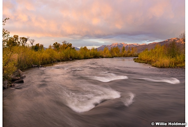 Autumn Yellows Provo River 101116 3356a