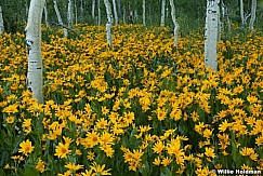 Yellow Daisies Aspens 063013 2