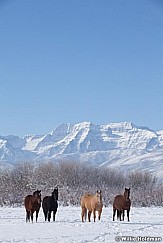 Horses Pasture Heber 111212 313