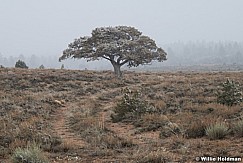 Lone Tree Dirt Road 041524