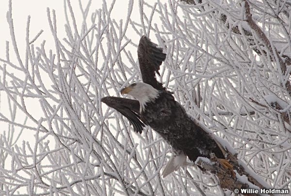 BaldEagle010209 1438