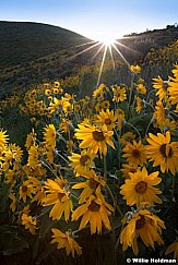 Yellow Wild Daisies 052713 5364