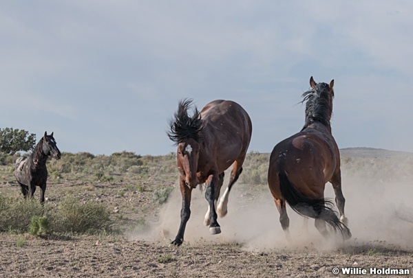 Mustang Trample 051621 9781