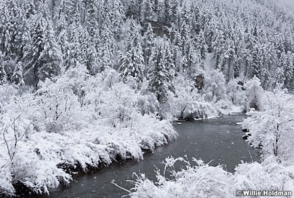 Provo River Snowflakes 022217 6245