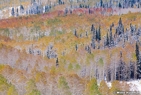 Aspen Snow Dusting 100811 152