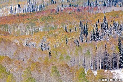 Aspen Snow Dusting 100811 152