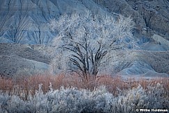 Bare Cottonwood Tree 030824 6494