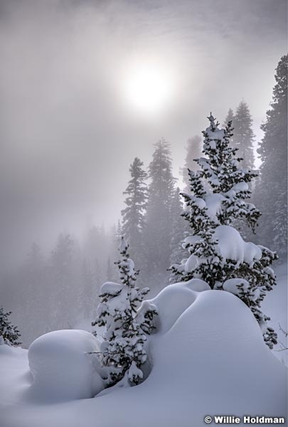 Pine trees Deep Snow 010320 0900