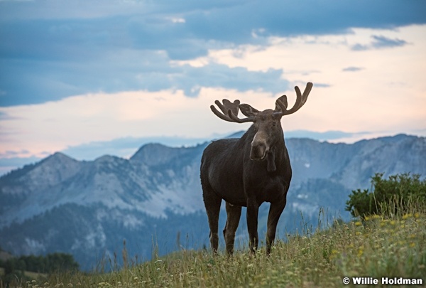 Crest Trail Moose 080516 9558 3