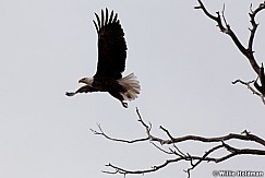 Eagle010812 20