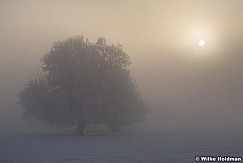 Frostytreefog020209 11450