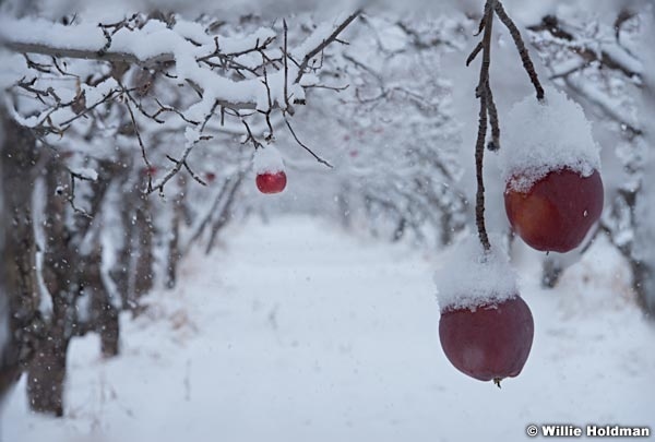 Forgotten Apple Orchard 122514