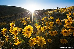 Yellow Wild Daisies 052713 5382