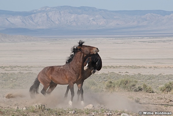 Mustang Fight 051621 9831