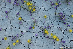 Flowers Cracked Mud 043024 6213