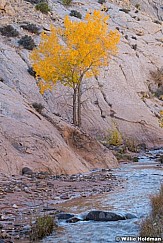 Cottonwood Tree Pleasant Creek 101523 2252 2