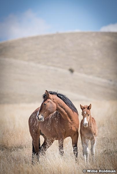 Wild Horses Paint 040320 0888 2