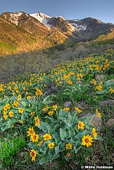 hobblecreekdaisiesvert 061709