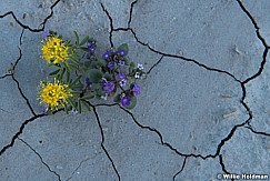 Flowers Cracked Mud 043024 6411