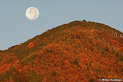 fullmoonmaples092008 3560