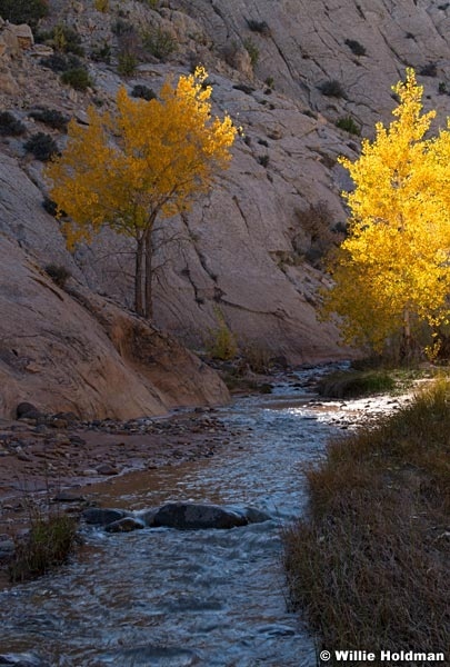 Cottonwood Trees Pleasant Creek 101523 2269 2