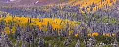 Aspen Pine snowdusting 100413