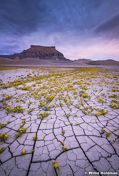 Bandlands Spring Flowers 050814 8638