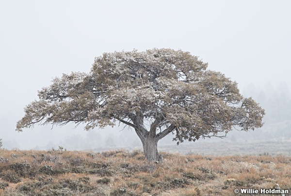 Soft Light Juniper 041524 1090