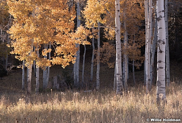 Backlit Aspens Red and Green 101219 8730 5