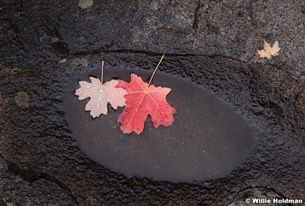 Two Maple Leaves 092316