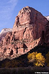 Yellow Cottonwood Zion 110813 1675