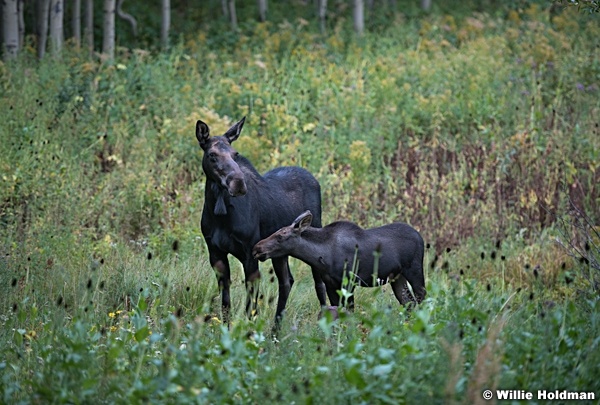 Moma Calf Moose 090519 6551 3