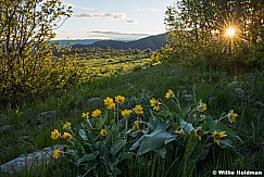 Daisies Green Hillside 051116 3984