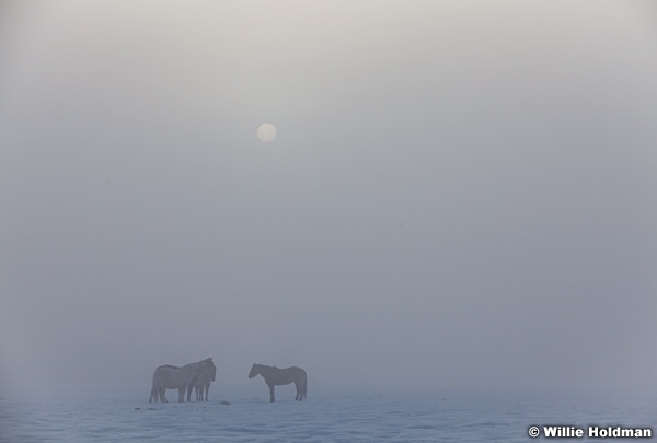 Horses Fog 021613 1008