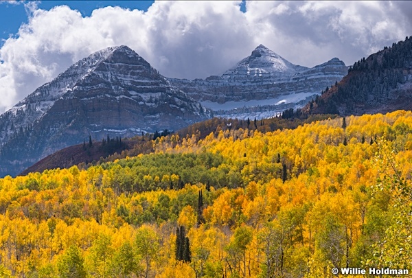 Timpanogos Yellow Aspens Snow 100518 8694