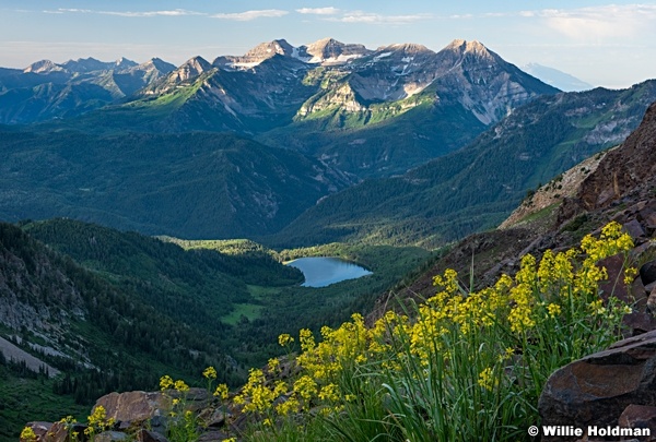 Timpanogos Yellow Flowers Timp 070122 1034