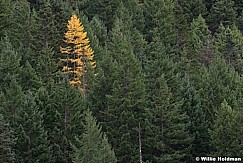 Yellow Pine Tree 110614 7527 2