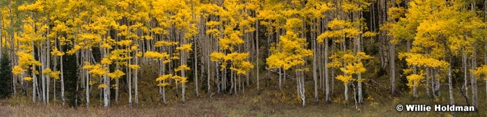 Bright Yellow Aspens 092621 5237