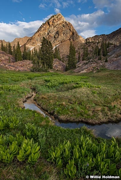 Skunk Cabbage Meadow 062321 2389