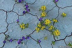 Flowers Cracked Mud 043024 6429