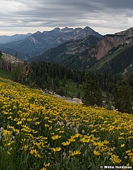 Yellowdaisiestimp080609