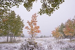 clouds Snow Aspens 092713 6529