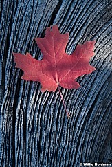 Frosty Red Maple Leaf 100523 9560 3