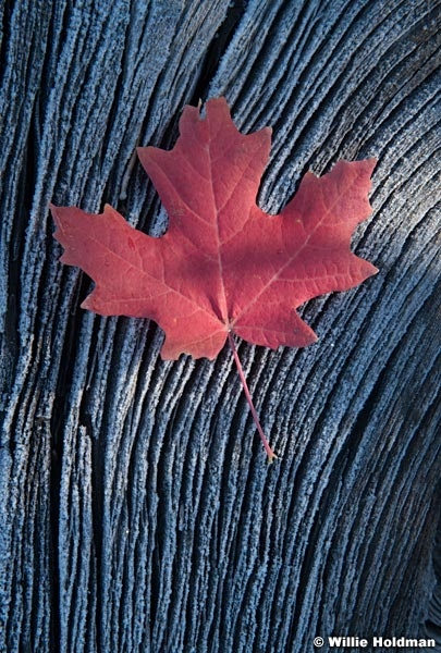 Frosty Red Maple Leaf 100523 9560 3