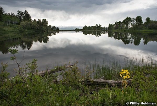 Lone Yellow Pond 061117 4126 41261