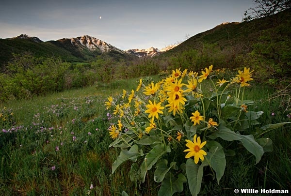 Dsouthforkspringflowers